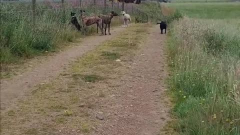 😂🐶 Dog Races Train! | FunFM