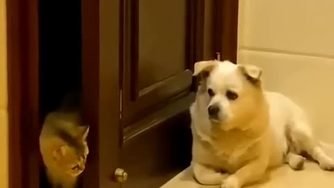 Cuidado não entra.. cachorro na área.. kkkk.. #shorts #cuidado #cachorro #área #humor #animaisfofos