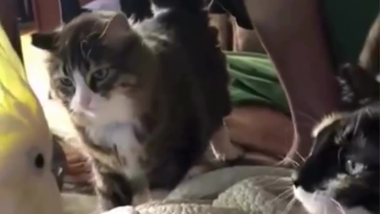 😂🐦 This Bird Sounds More Like a Cat?! Wait For It... | FunFM