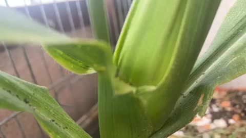#cornharvest