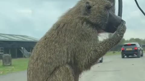 Give me treats or I demolish your vehicle
