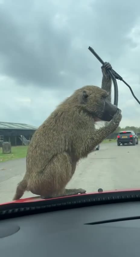 Give me treats or I demolish your vehicle