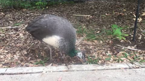 So surprise, the peacocks find its food like that.