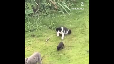 Catnip Comedy Craze: Hilarious 2025 Compilation! 😺