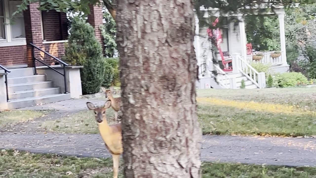 The Doe and the Fawn