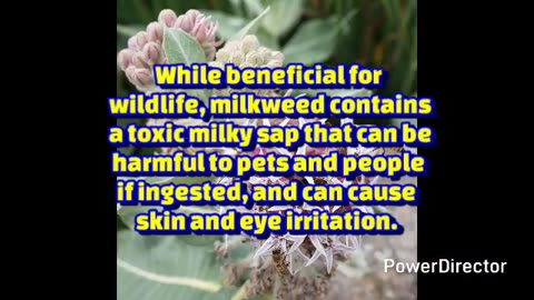 milkweed