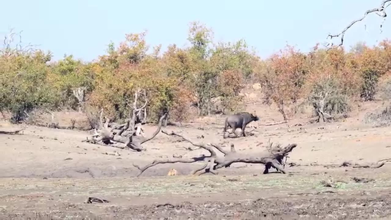 Jingle's Animal Kingdom: When Attacks Happen! 🦎🐊