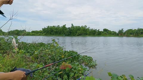 Karausche am Ufer Angeln pur #Karauschenfischen #Flussidylle #Outdoor