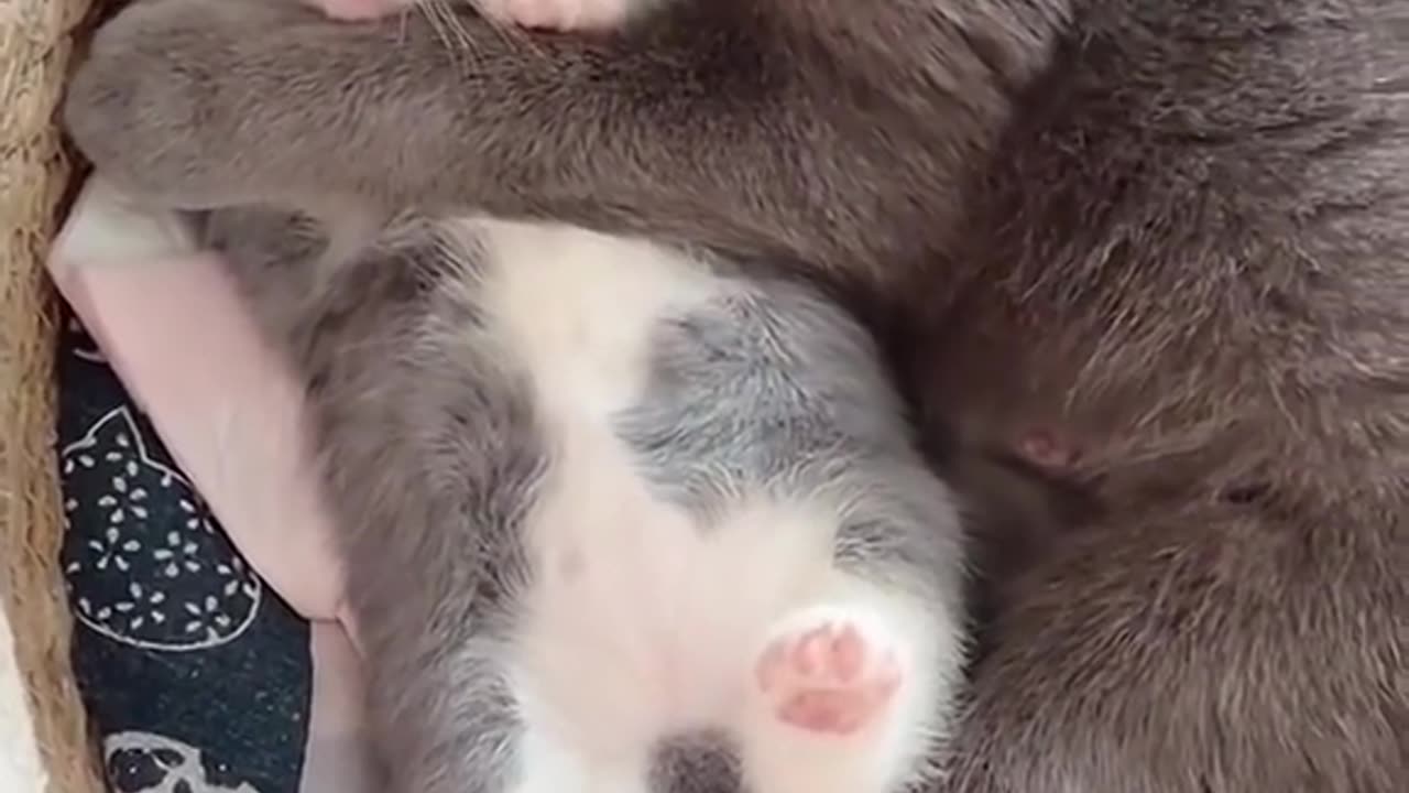 #Healing[Topic]# #Cat[Topic😾🐈‍⬛🐈‍⬛🐯