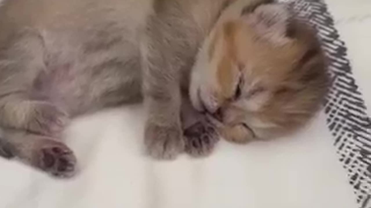 momi cat