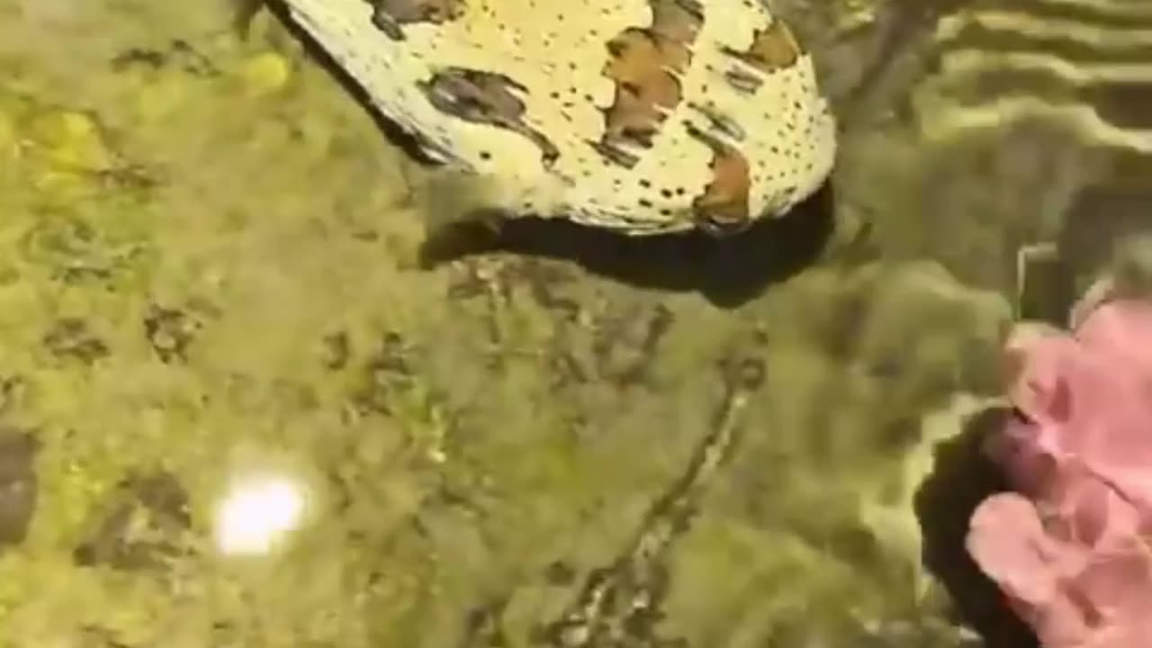 My Mate Fish