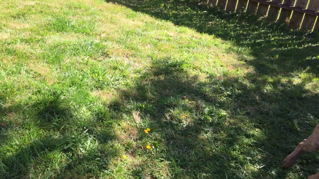 backyard wrastlin 2