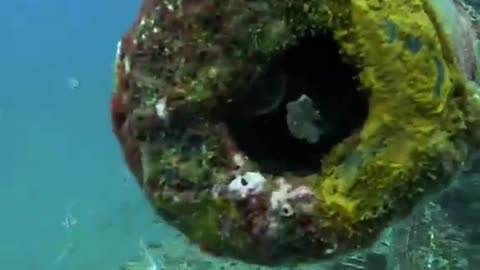 A diver gets a memory he will never forget.