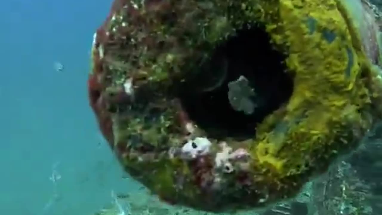 A diver gets a memory he will never forget.