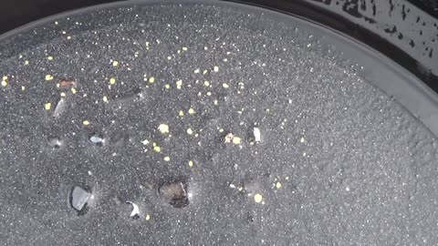 Decent GOLD! Sluicing & Panning Clear Creek in the Denver Metro Area.