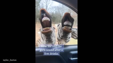 Funny animal part 4