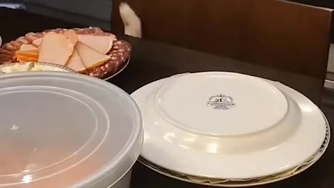 Gato en cena de Navidad_SOS.Abuelos