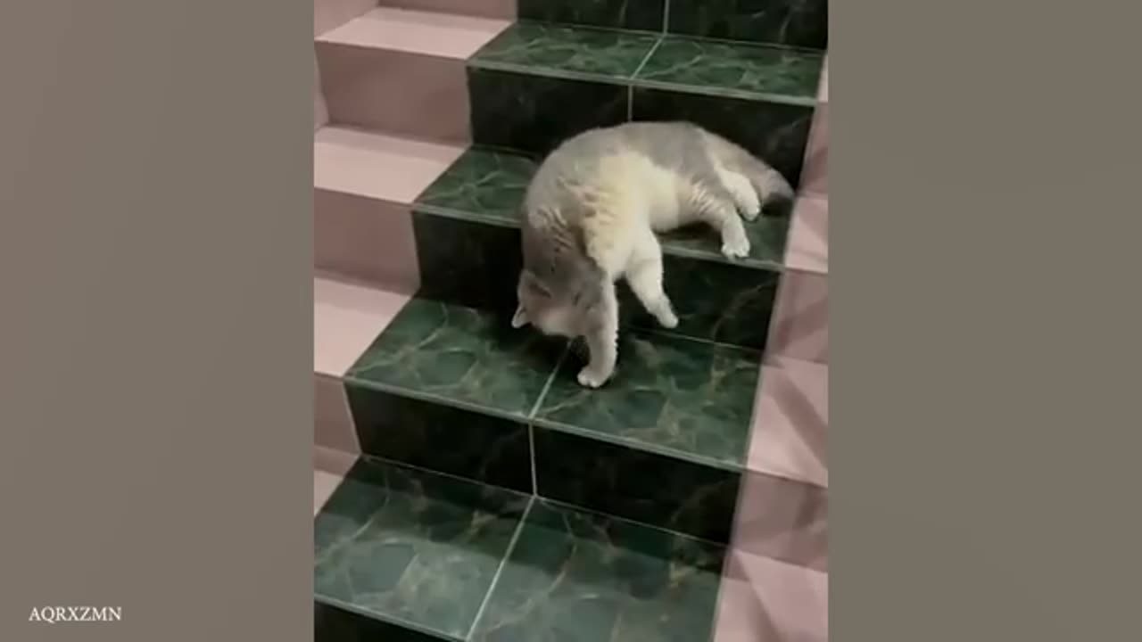 The Funniest Animal Videos