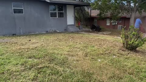 Calm Restored After Police Intervene with Angry Neighbor P6