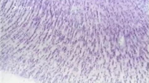 ISTOTA GENIUSZU dokument pl