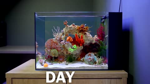 Simulating a Reef for 100 Days