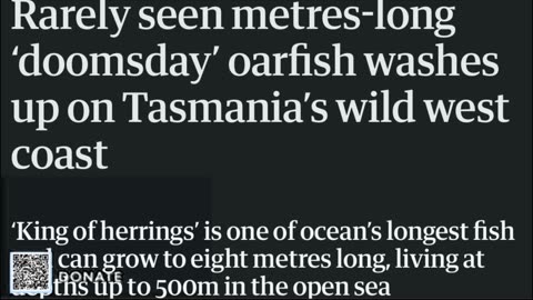 DOOMSDAY’ oarfish found on Tasmania's west coast