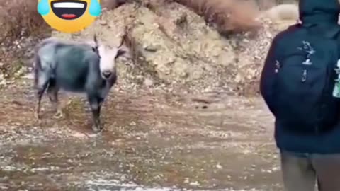 FUNNY VIDEO 😀😀😀