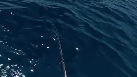 what is the fish name?