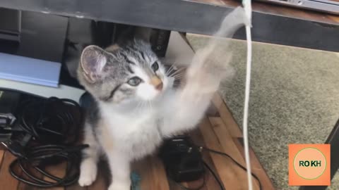Funny cats