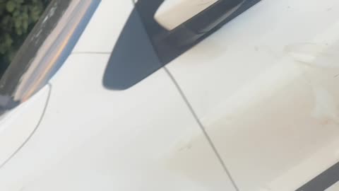 Cow Riding in a Car