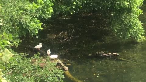 Duck and turtles get along well