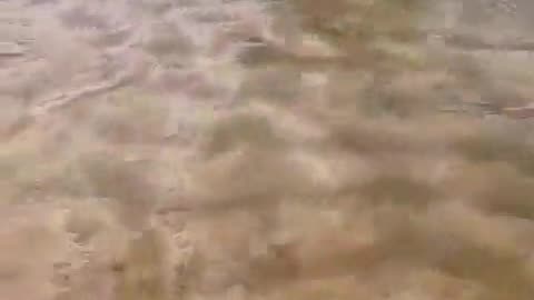 dog running after the fish