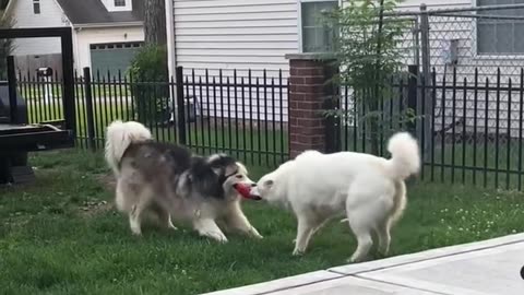 🐶😂 Insane Dog Fight Compilation! | FunFM