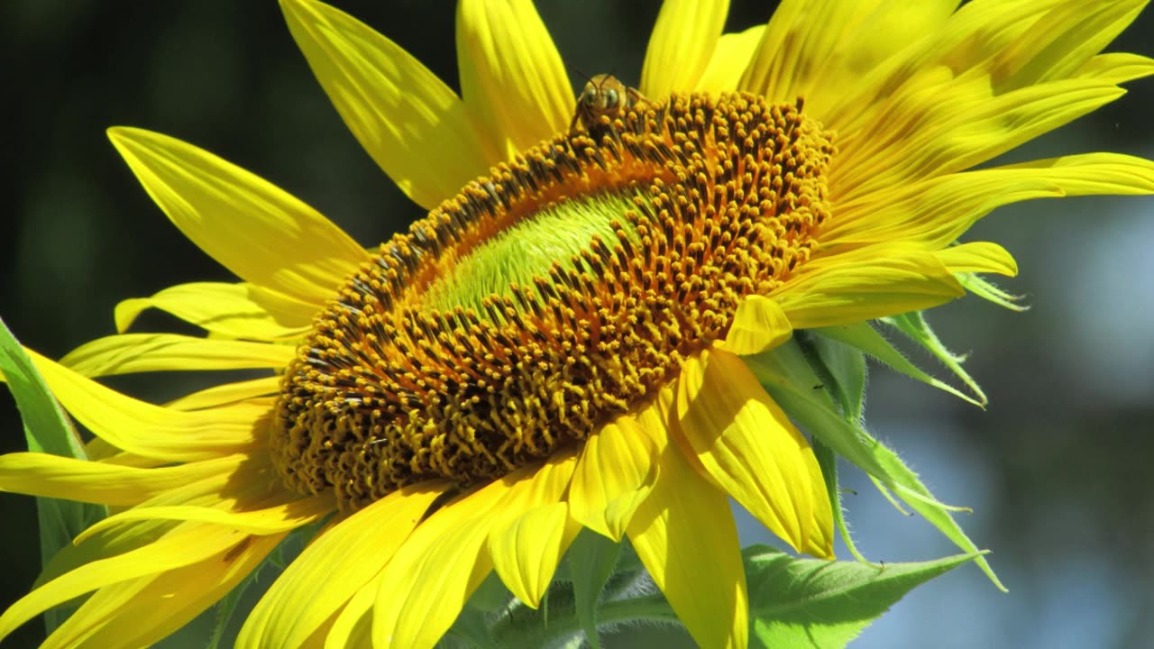 Floral Photography Short