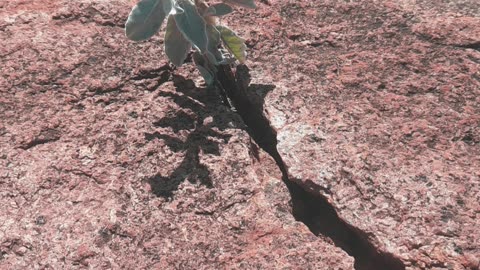 Life finds a way