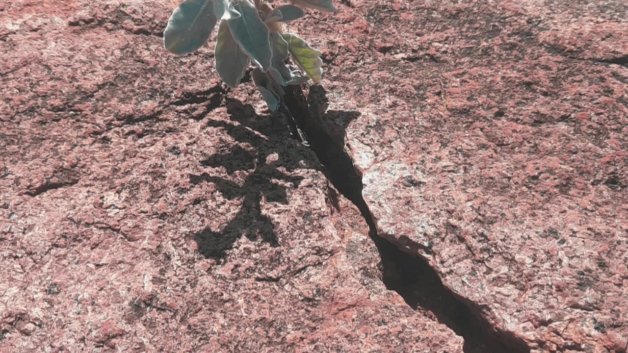 Life finds a way