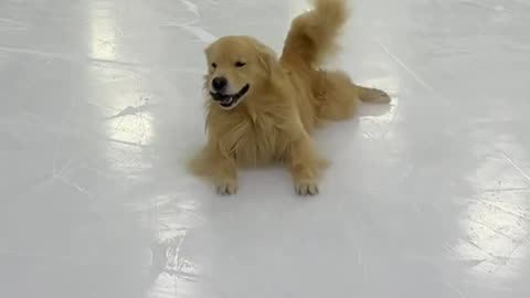 Lets take my Dog Ice-skating 🐶