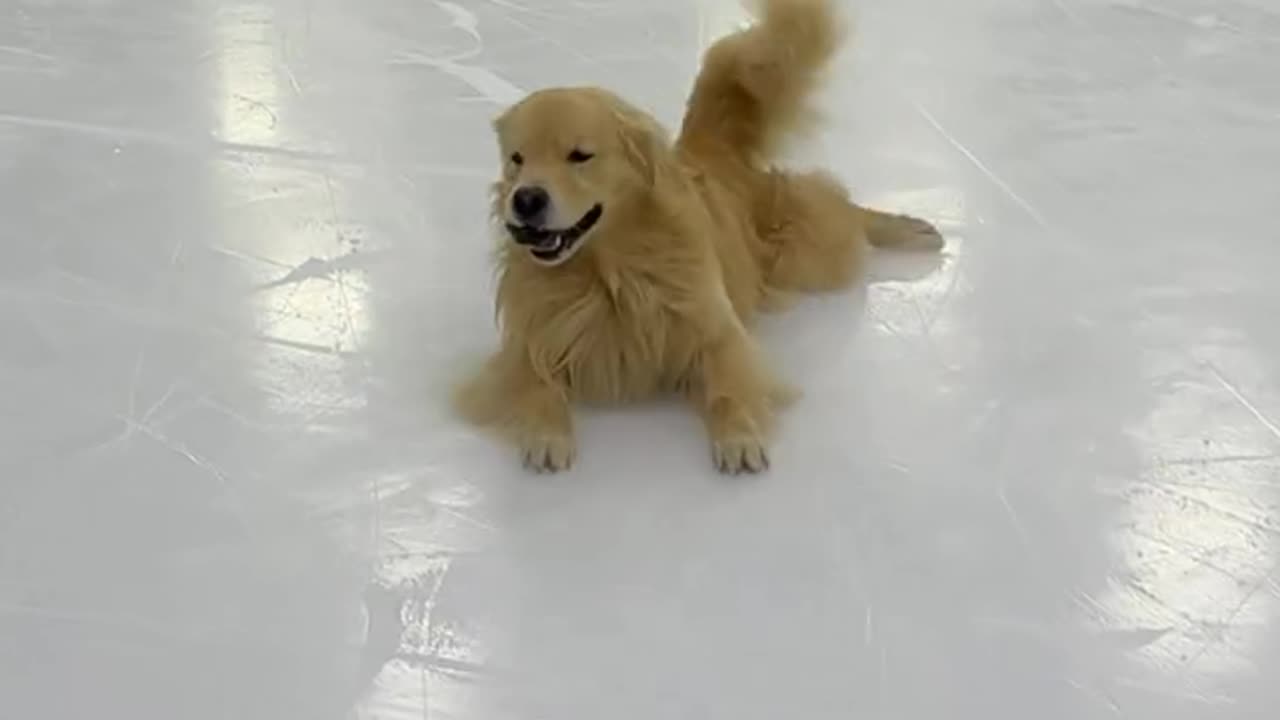 Lets take my Dog Ice-skating 🐶
