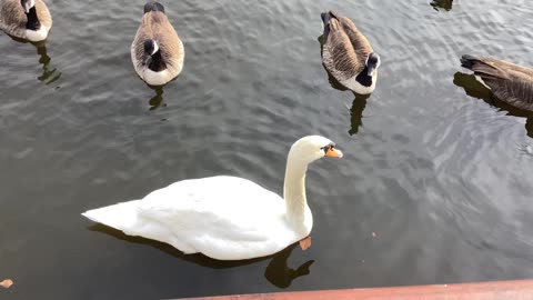 Swans and geese