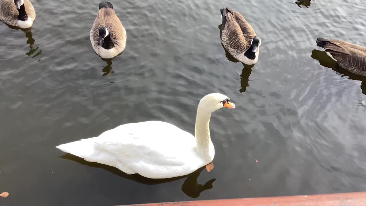 Swans and geese