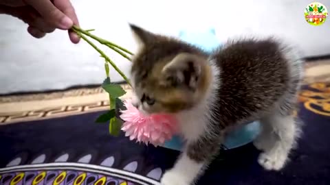 Cute Kittens Playing in the Sunlight – Relaxing Cat Meows and Nature