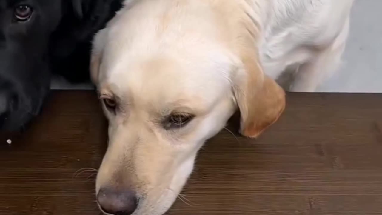 Animal funny