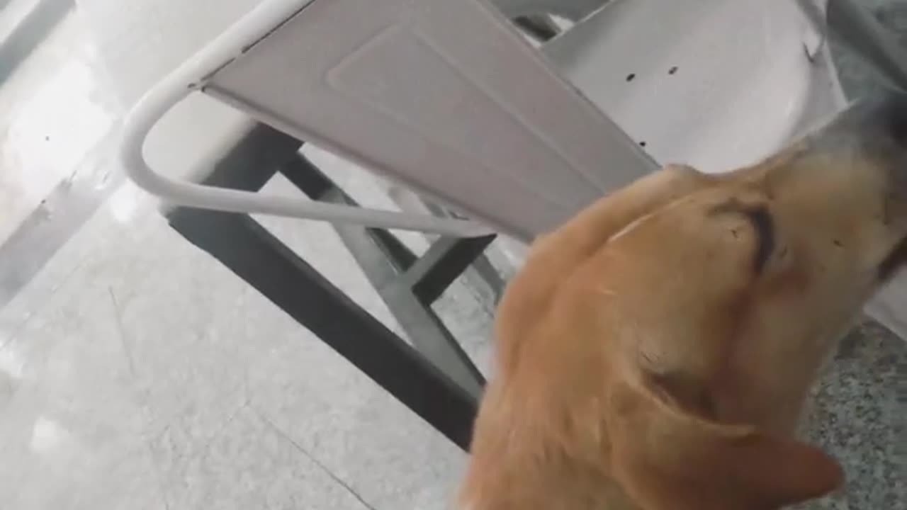 🤣🎵 He Knows the Lyrics... A Little Too Well! | FunFM