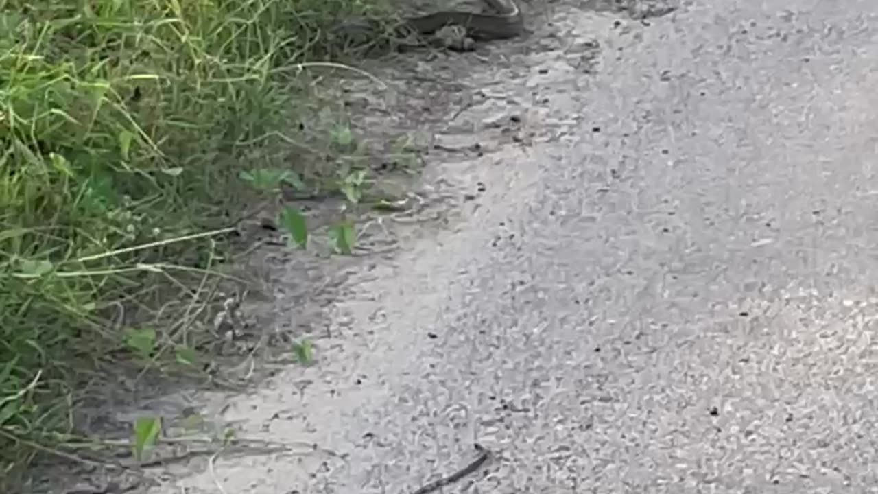 Big snake