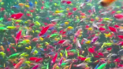 😂🐠 Fish in a Pool! | FunFM