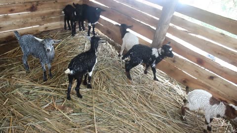 How To Kill Fleas In Goat Kids (The cause ,prevention and treatment) | ep30 #goatfarming #fleas