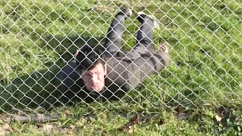How different animals get over a fence. part 1 (with emojis) physical comedy compilation.