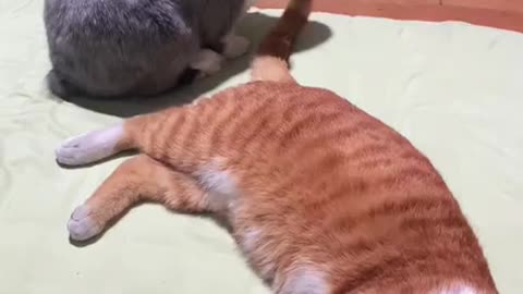 CATS & RABBITS CAN EASILY BECOME FRIENDS THEY HAVE IT EASIER THAN WITH OTHER ANIMALS