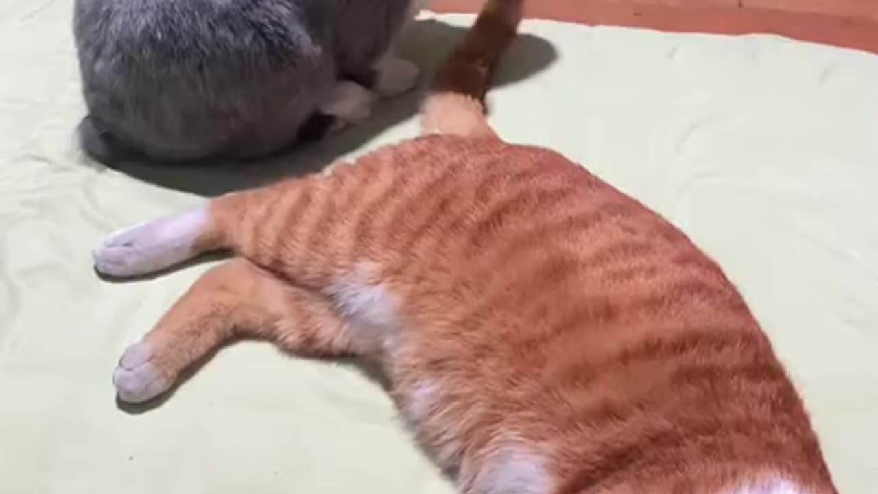 CATS & RABBITS CAN EASILY BECOME FRIENDS THEY HAVE IT EASIER THAN WITH OTHER ANIMALS