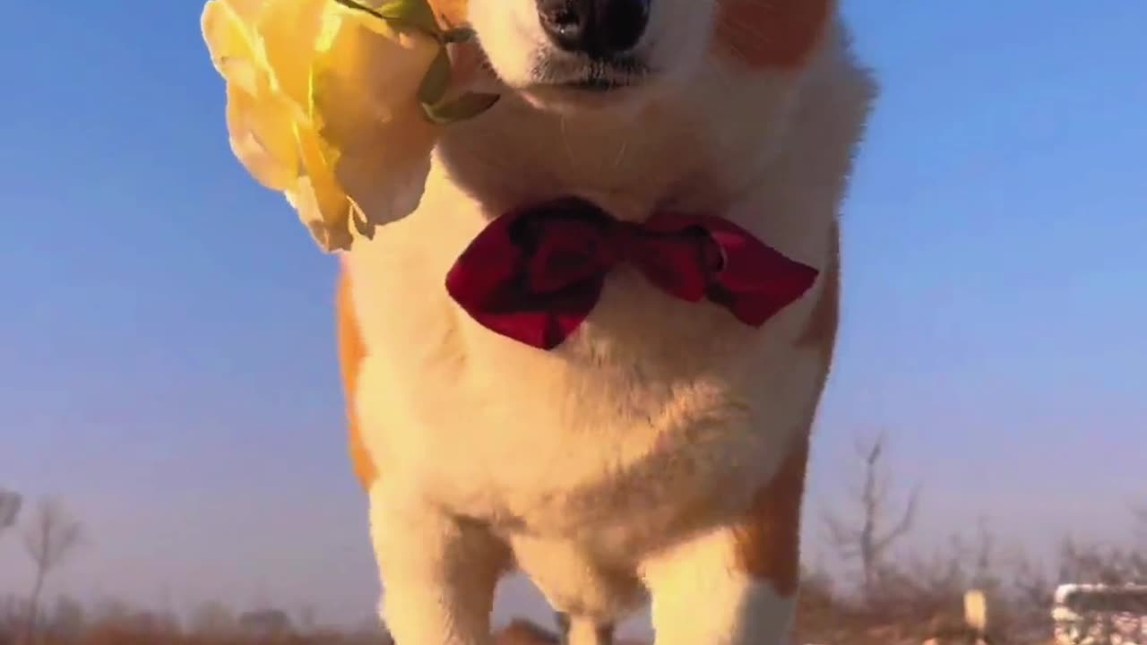 The song may change, but my brother will not! #Corgi #CutePets #Pets #Healing